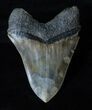 Huge Inch Megalodon Tooth - Sharp #3913-2